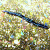 Blue garden Flat Worm