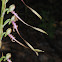 Galilee Lizard Orchid