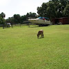 Miniature horses