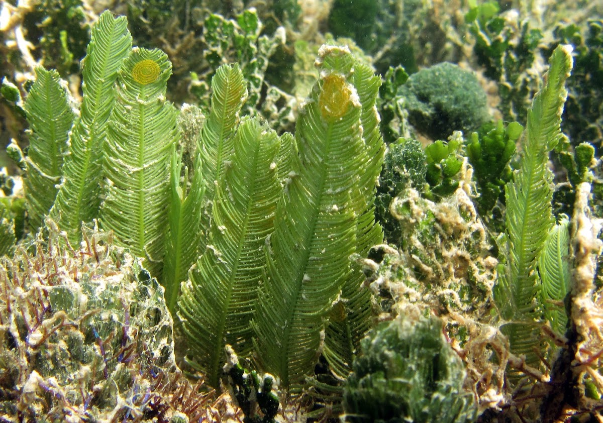 Green Feather Algae