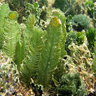 Green Feather Algae