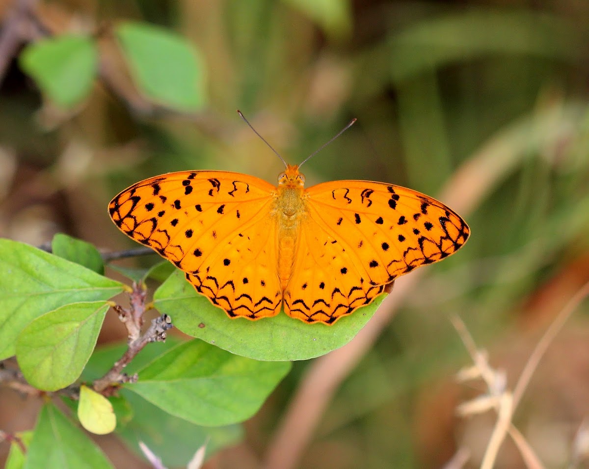 Common Leopard