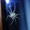 wall spider
