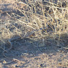 Sonoran Whipsnake