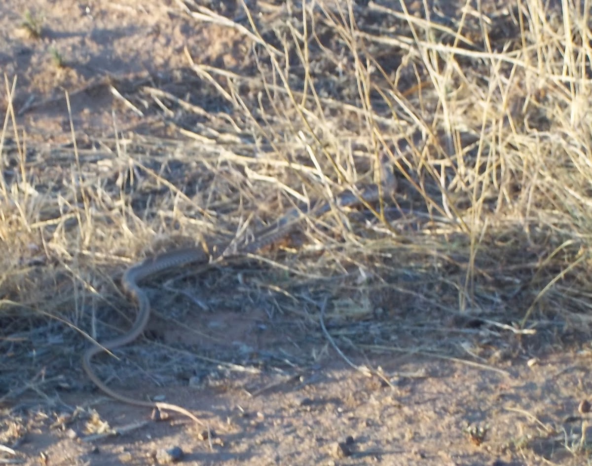 Sonoran Whipsnake