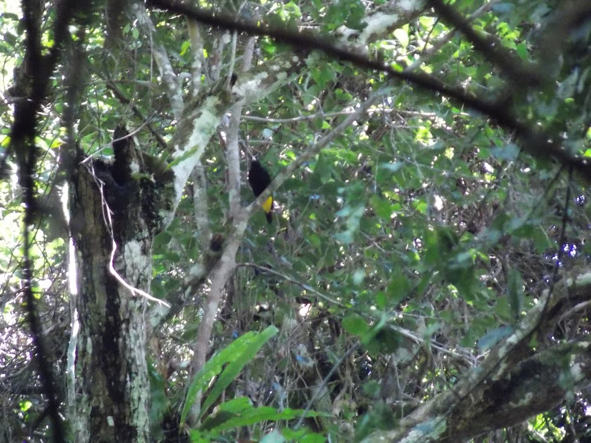 Yellow-rumped Cacique