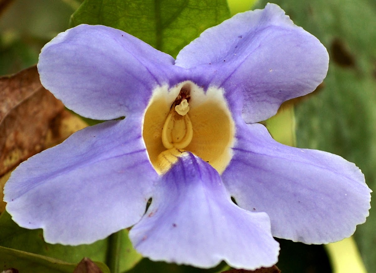 Thunbergia grandiflora