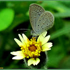 Tiny Grass Blue Butterfly