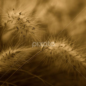 'Whispers Of Spring' by Carey Carter - Nature Up Close Leaves & Grasses