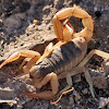 Arizona Hairy Scorpion