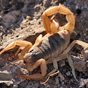 Arizona Hairy Scorpion