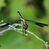 Banded-winged Dragonlet Dragonfly (female)