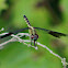 Banded-winged Dragonlet Dragonfly (female)
