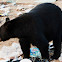 Black Bear at the Dump