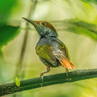 Grey-backed Tailorbird