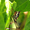 bush-cricket