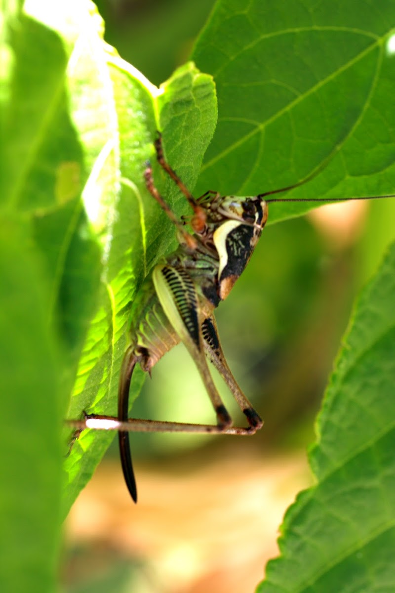 bush-cricket