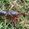 Crawfish/Crayfish