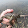 Western Toad