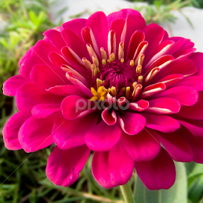 Pink Zinnia by Aamir Soomro - Flowers Single Flower