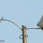 Loggerhead Shrike