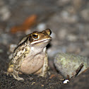 Campbell's Rainforest Toad