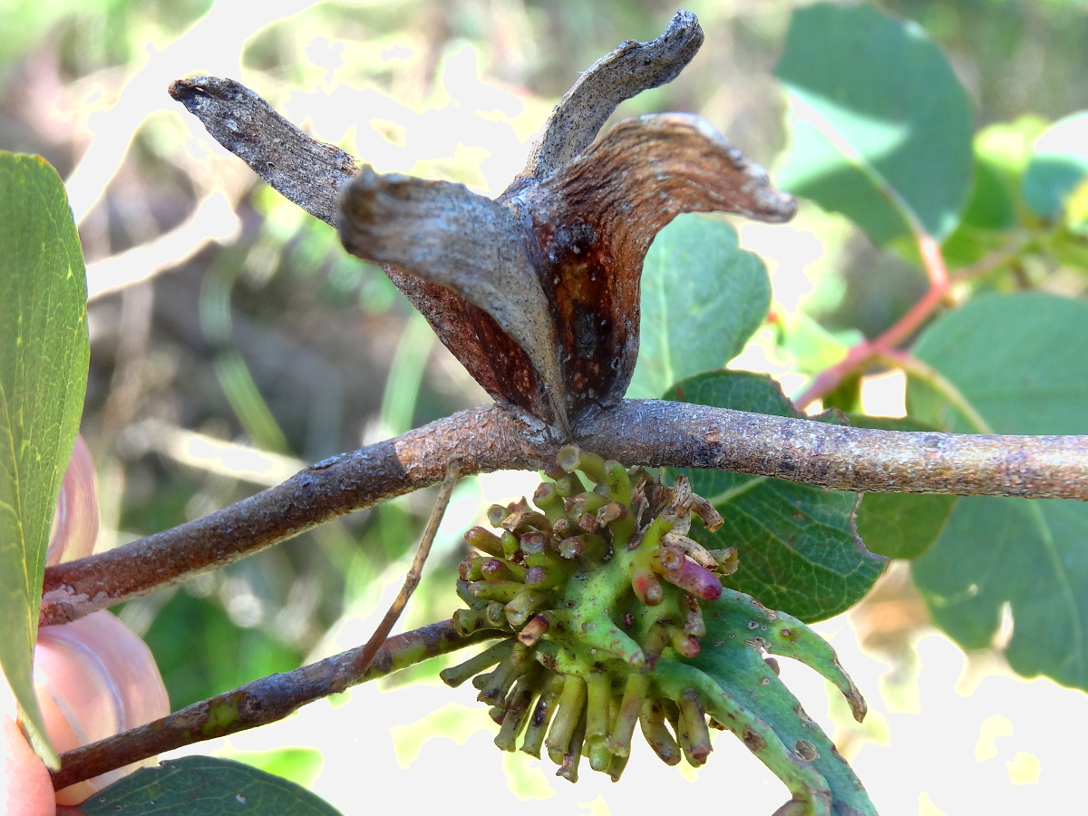 Four-winged gall