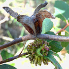 Four-winged gall