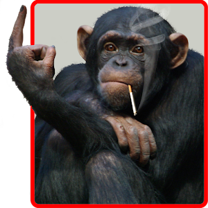 funny wallpaper of monkeyphoto