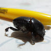 Coconut Rhinoceros beetle