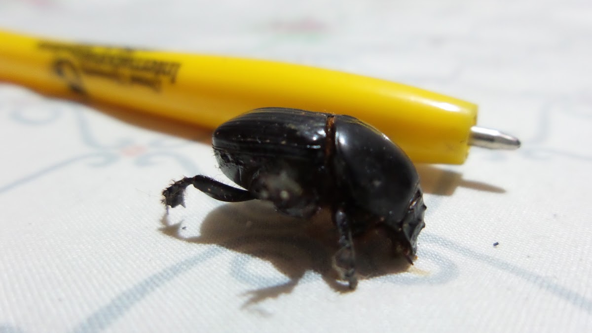 Coconut Rhinoceros beetle