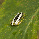Greater Leaf-folding Frog