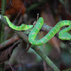 Wagler's Pit Viper