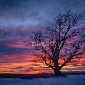 Sunset in Ås by John Einar Sandvand - Nature Up Close Trees & Bushes