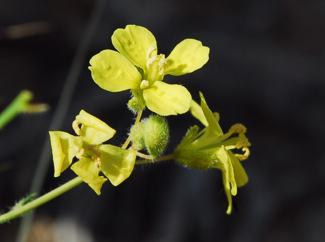 Brassicaceae(Cruciferae); Arabic: khafsh, hashdaan, hawdhan, khunnayz