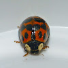 Japanese ladybug