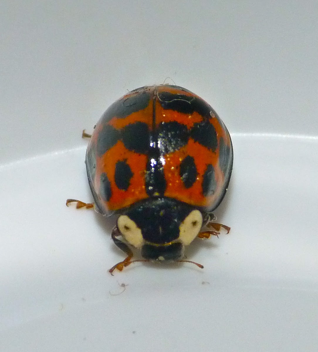 Japanese ladybug
