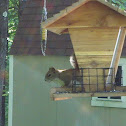 American Red squirrel