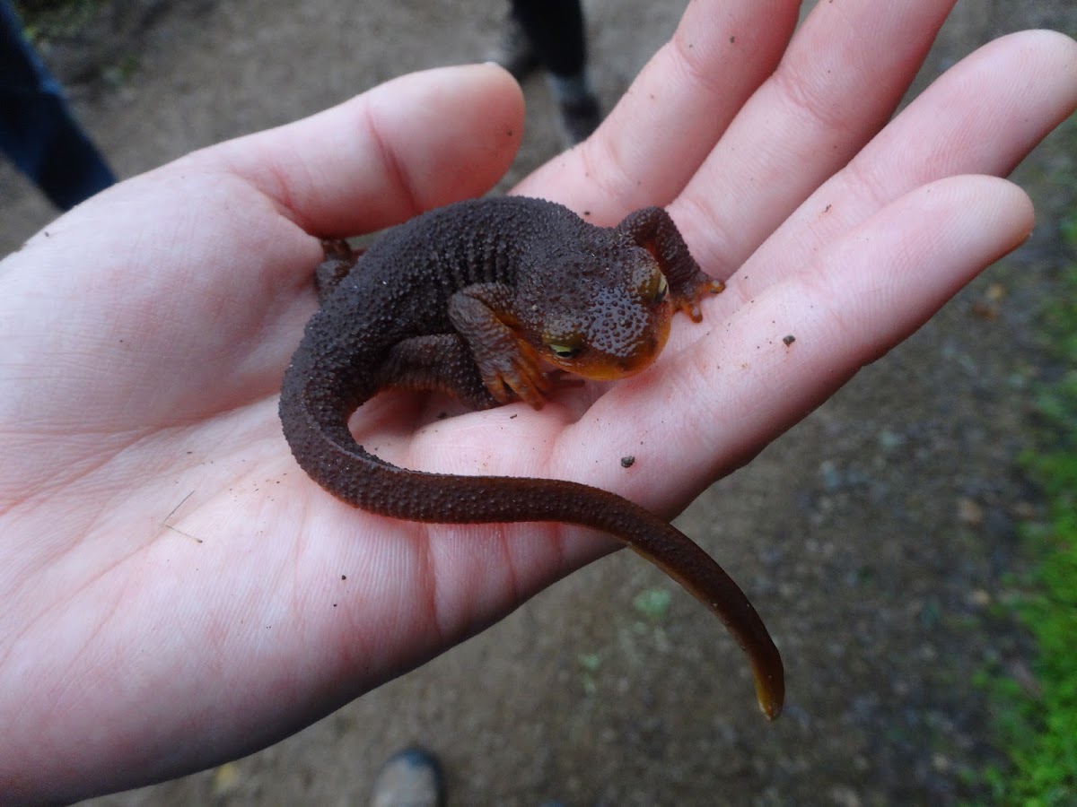 Rough-skinned newt