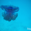 Cauliflower Jellyfish, Crowned Jellyfish