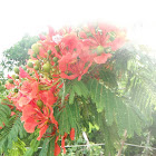 Royal Poinciana or Flame Tree