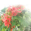 Royal Poinciana or Flame Tree