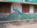 Peacock Wall Mural
