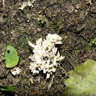 White Coral Fungus
