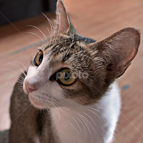 LOOK UP by Justani Joni - Animals - Cats Portraits