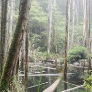 忘憂森林