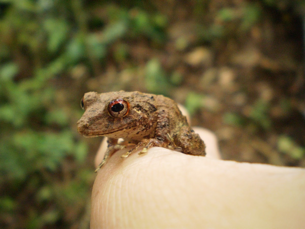 Boulenger's Snouted Treefrog