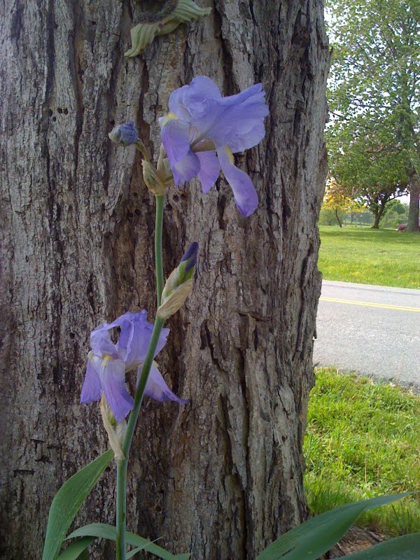 Purple Iris