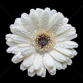 Daisy by Steven Put - Flowers Flowers 2011-2013