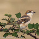 Woodchat Shrike; Alcaudón Común